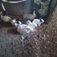 خرگوش|موش و خرگوش|بانه, |دیوار