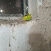 مرغ عشق نر ماده جفت تخم گذار|پرنده|باروق, |دیوار