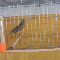 یک عدد قناری سوخته|پرنده|خمینی‌شهر, |دیوار