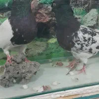 نرو ماده کله سیاه|پرنده|کیار, |دیوار