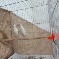 جفت فنچ نرگسی