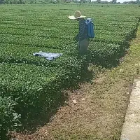 سمپاشی پذیرفته میشود