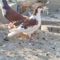 نرماده ساده سرخ با جوجه|پرنده|ایرانشهر, |دیوار