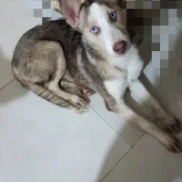 هاسکی|سگ|گرگان, |دیوار