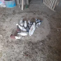 معاوضه کبوتر با مرغ و اردک بوقلمون ،غاز