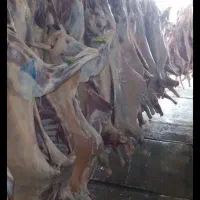 گوشت گوساله و گوسفند لاشه وتیکه ای و چرخ کرده|خوردنی و آشامیدنی|اصفهان, عسگریه|دیوار