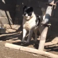 سگ گله|سگ|خمین, |دیوار