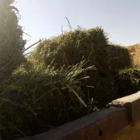 یونجه خشک عالی|خدمات باغبانی و درختکاری|کبودرآهنگ, |دیوار