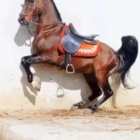 خرید وفروش اسب‌