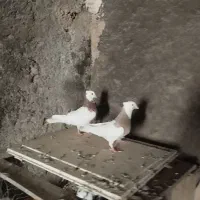 کبوتر طوقی نهبندان|پرنده|نهبندان, |دیوار