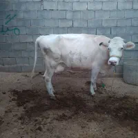 گاو و گوساله|حیوانات مزرعه|گتوند, |دیوار