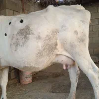 گاو و گوساله نر . یک ماه آبستن|حیوانات مزرعه|ایذه, |دیوار