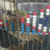 سهره مست مست