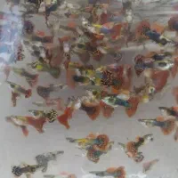 فروش ماهی گوپی