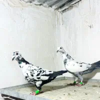 کفتر بزک‌ گلی الماسی شهری|پرنده|شیراز, کیان آباد|دیوار