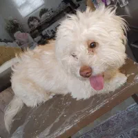 واگذاری سگ نر  یک ساله|سگ|تهران, افسریه جنوبی|دیوار