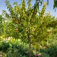 فروش باغ ۲۲۰۰ متر