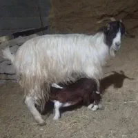 بز کهره دار جوون