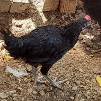 غاز و مرغ|حیوانات مزرعه|مرودشت, مسجد رسول‎|دیوار