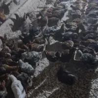 مرغ تخمگذار محلی اصیل