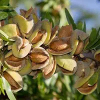 نهالستان ارقام خشکبار و میوه های پربار پالیز|خدمات باغبانی و درختکاری|داران, |دیوار