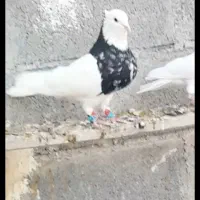 کفتر طوقی زرین