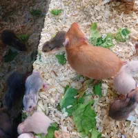 همستر زیبا مادر وبچه بهترین رنگ