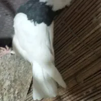 دو عدد کبوتر طوقی ماده|پرنده|سراوان, |دیوار