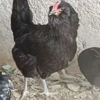 مرغ ریشی چهل تاج اهرم