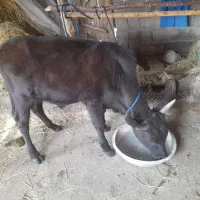 ورزا کوله|حیوانات مزرعه|رشت, منظریه|دیوار