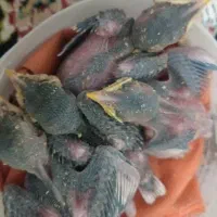 جوجه مرغ مینا