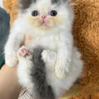 پرشینکت های سوپرفلت بایکالر