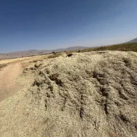 کاه لوبیا