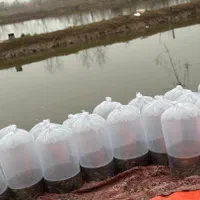 ..پرورش کشاورزی بچه ماهی.کپورر.آمور شمشیری|ماهی|مشهد, هفده شهریور|دیوار