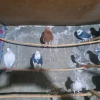 کبوتر تهرانی