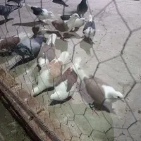 کبوتر فروشی