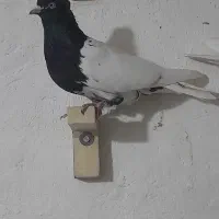 کبوتر کله سیاه