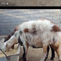 ۲راس میش شیشک بره بز|حیوانات مزرعه|شهرضا, |دیوار