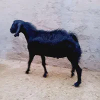 بز نر|حیوانات مزرعه|کاکی, |دیوار
