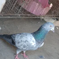 جفت عالی به شرط پرش