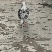 طوقی خال قدیم الماسی|پرنده|سنندج, |دیوار