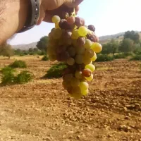 نیازمند مشاوره کار بلد