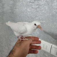 جوجه پرنده خانگی|پرنده|مشهد, هنرور|دیوار