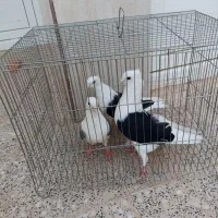 تعدادی کبوتر خوب