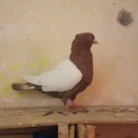 کبوتر گمشده مژدگانی دارد|حیوانات|الوند, |دیوار