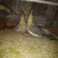 ۲ عروس هلندی