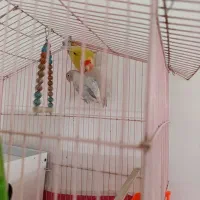 طوطی کوتوله