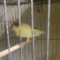 سهره با قناری