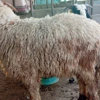 ۱۱راس بره نر پروار شده