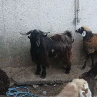 بز نر کل چاق ۴۸ کیلو گوسفند